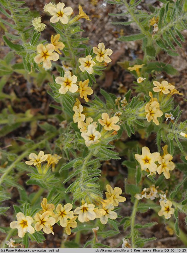 Alkanna primuliflora (alkanna pierwiosnkowata)