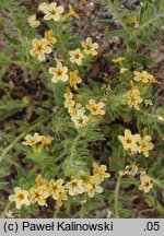 Alkanna primuliflora (alkanna pierwiosnkowata)