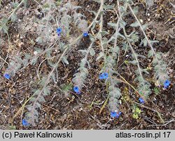 Alkanna tinctoria (alkanna barwierska)