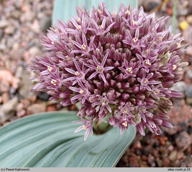 Allium akaka