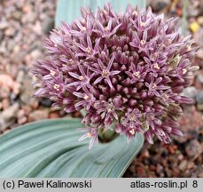 Allium akaka