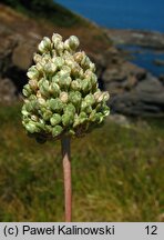 Allium amethystinum