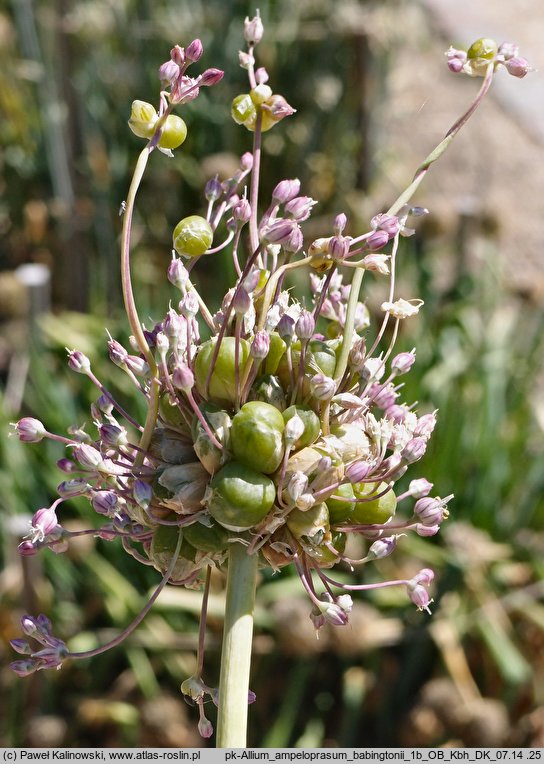 Allium ampeloprasum var. babingtonii