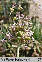 Allium ampeloprasum var. babingtonii