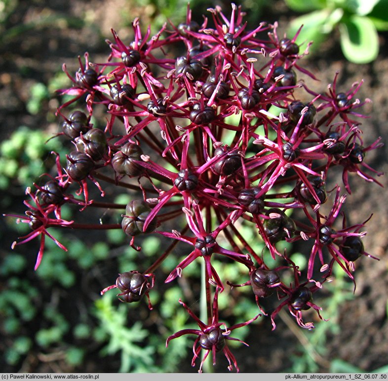 Allium atropurpureum (czosnek purpurowy)