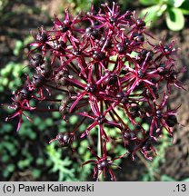 Allium atropurpureum (czosnek purpurowy)