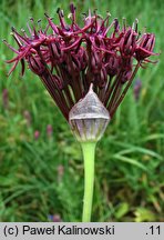 Allium atropurpureum (czosnek purpurowy)