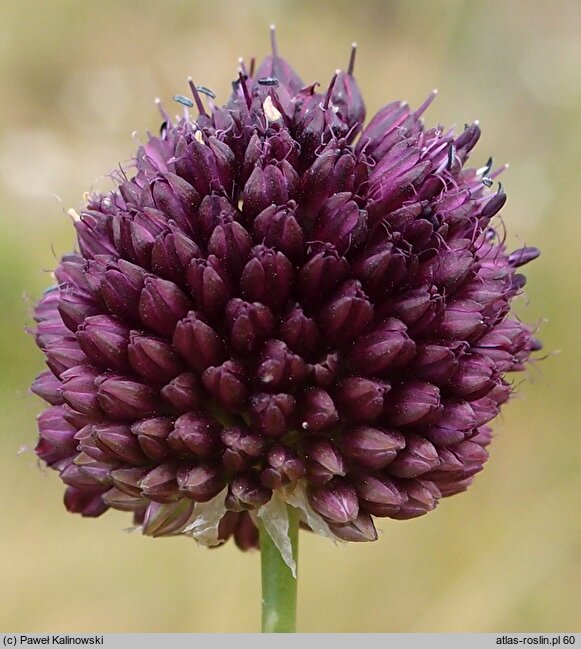 Allium atroviolaceum