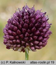 Allium atroviolaceum