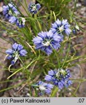 Allium beesianum (czosnek besjański)