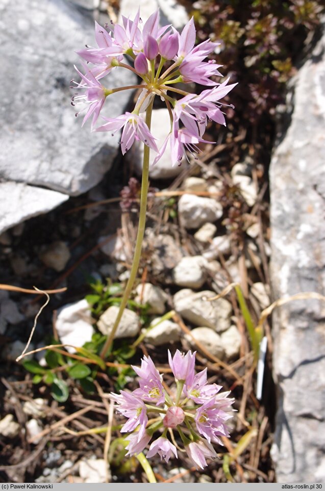 Allium bisceptrum