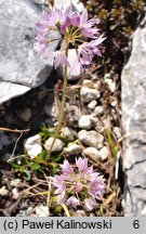 Allium bisceptrum