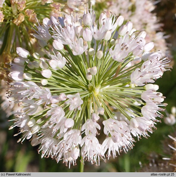 Allium carolinianum