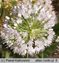 Allium carolinianum