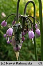 Allium cernuum (czosnek zwisły)