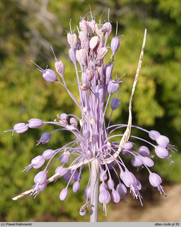 Allium coloratum (czosnek nadobny)