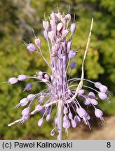 Allium coloratum (czosnek nadobny)