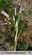 Allium cupani