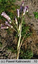 Allium cupani