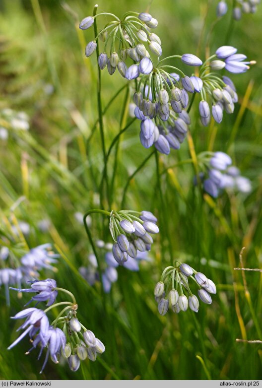 Allium cyaneum (czosnek modry)