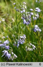 Allium cyaneum (czosnek modry)