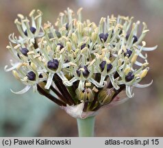 Allium cyrilli