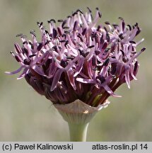 Allium cyrilli