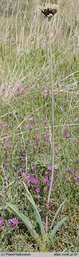 Allium cyrilli