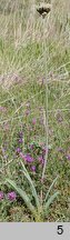 Allium cyrilli
