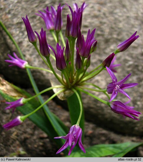 Allium falcifolium