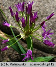 Allium falcifolium