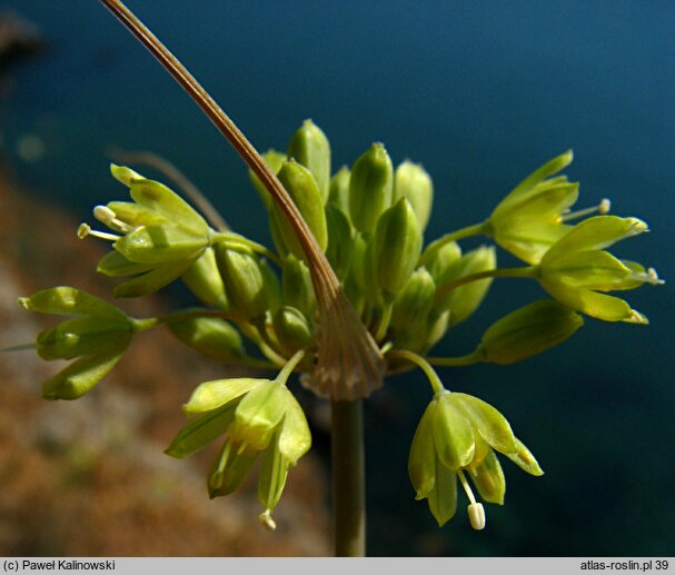 Allium flavum ssp. tauricum