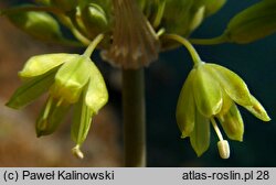 Allium flavum ssp. tauricum