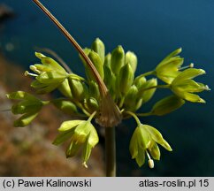 Allium flavum ssp. tauricum