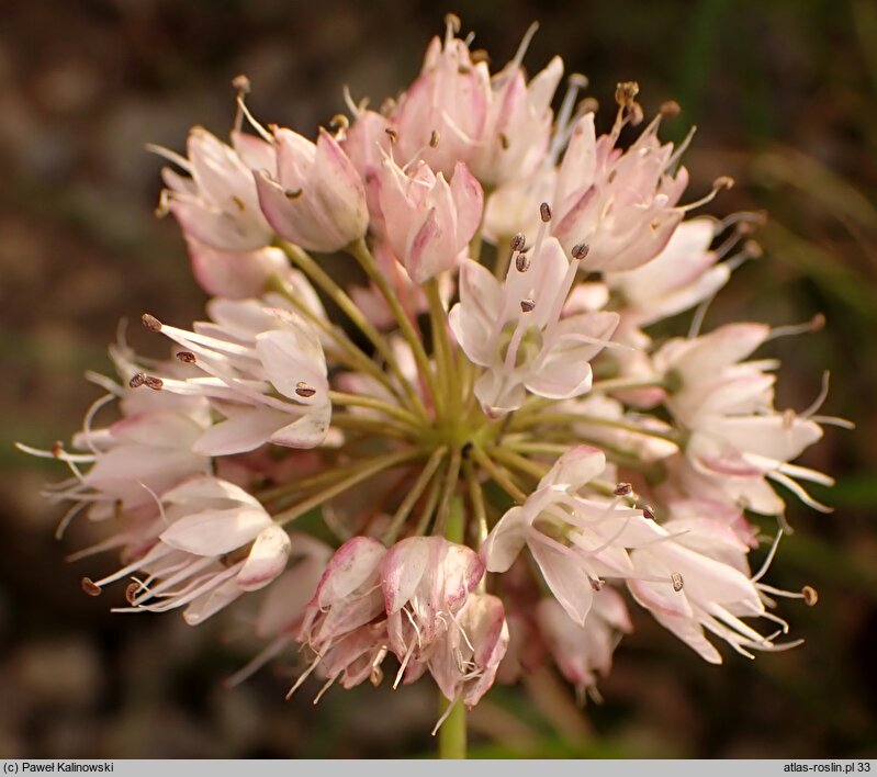 Allium gunibicum