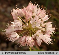 Allium gunibicum