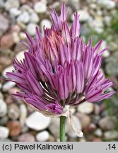 Allium heldreichii