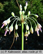 Allium hirtovaginum