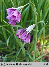 Allium insubricum (czosnek insubryjski)