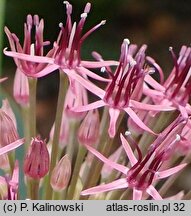 Allium karataviense (czosnek karatawski)