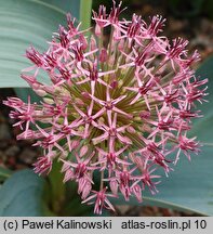 Allium karataviense (czosnek karatawski)