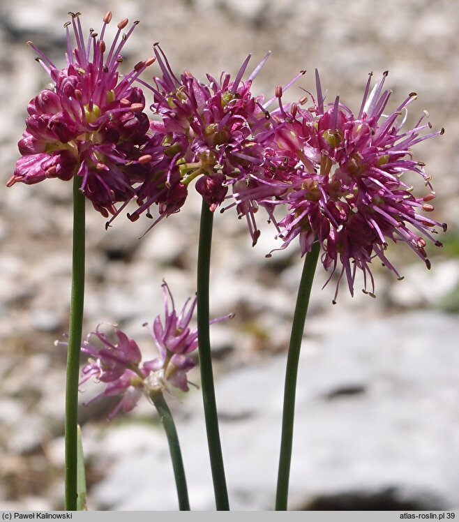 Allium kermesinum