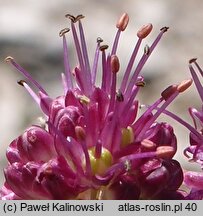 Allium kermesinum