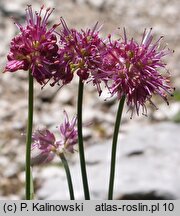 Allium kermesinum