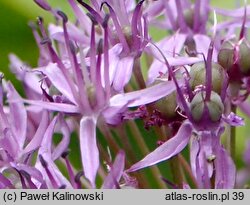 Allium stipitatum (czosnek turkiestański)