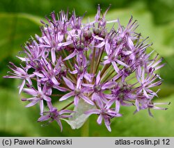 Allium stipitatum (czosnek turkiestański)