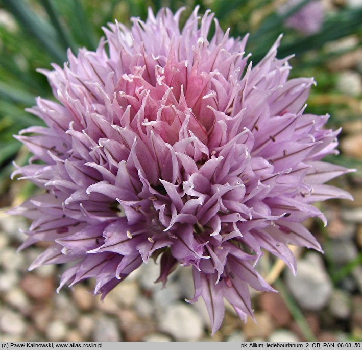 Allium ledebourianum (czosnek Ledeboura)