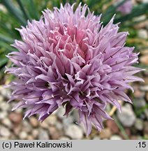 Allium ledebourianum (czosnek Ledeboura)