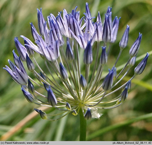 Allium litvinovii