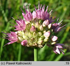 Allium maackii